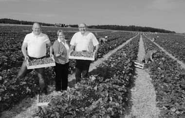Ein schwarz-weiß Foto mit einem Erdbeerfeld und drei Personen | © Touristikgemeinschaft Hohenlohe e. V. | Direktvermarktung Heinrich & Lösch GbR