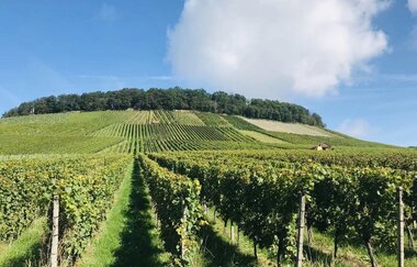 Weinberge im Sommer | HeilbronnerLand | © Touristikgemeinschaft HeilbronnerLand e.V.