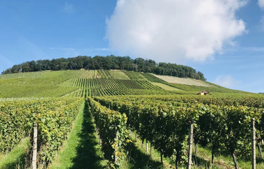 Weinberge im Sommer | HeilbronnerLand | © Touristikgemeinschaft HeilbronnerLand e.V.