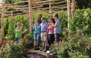 Weinerlebnistouren - geführte Weinspaziergänge mit Weinprobe am Rebstock | HeilbronnerLand | © Touristikgemeinschaft HeilbronnerLand