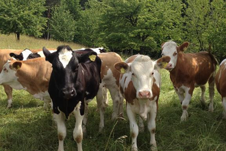 Rinder Bauernhof Gobs | © Fam. Gobs