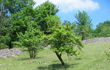 Landschaftsschutzgebiet Hergstbachtal | Möckmühl | HeilbronnerLand | © Touristikgemeinschaft HeilbronnerLand