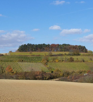 Aussichtspunkt Hermannsberg mit Weinbergen und Feldern im Vordergrund | © Gemeinde Angelbachtal