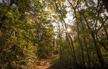 Hirschacker und Dossenwald | © Stadt Schwetzingen
