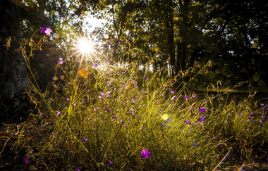 Hirschacker und Dossenwald | © Stadt Schwetzingen