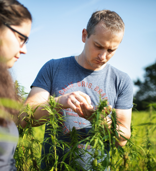 Zwei Personen prüfen Hanfpflanzen | © Touristikgemeinschaft Hohenlohe e. V. | Hochholz Hanf