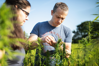 Zwei Personen prüfen Hanfpflanzen | © Touristikgemeinschaft Hohenlohe e. V. | Hochholz Hanf