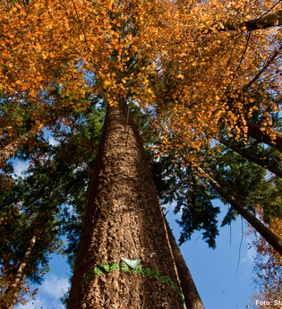 Höchster Baum | © Stadt Eberbach