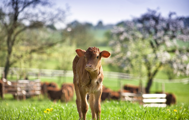 Ein Kalb steht auf einer grünen Wiese | © Touristikgemeinschaft Hohenlohe e. V. | Hofgut Hermersberg