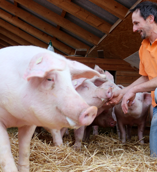 Ein Mann kniet neben drei Schweinen | © Touristikgemeinschaft Hohenlohe e. V. | Jürgen Koch