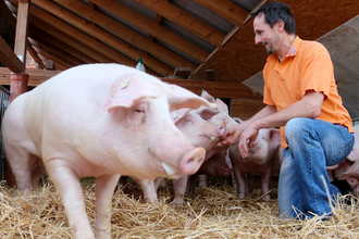 Ein Mann kniet neben drei Schweinen | © Touristikgemeinschaft Hohenlohe e. V. | Jürgen Koch
