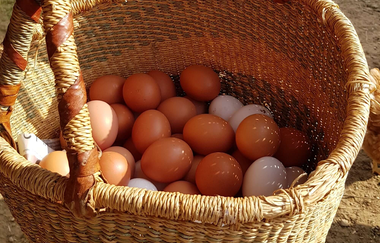 Kartoffelhof Link | Lauffen am Neckar | HeilbronnerLand | © H. Link