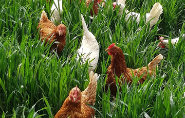 Kartoffelhof Link | Lauffen am Neckar | HeilbronnerLand | © H. Link