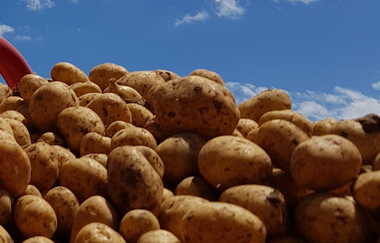 Kartoffelhof Link | Lauffen am Neckar | HeilbronnerLand | © H. Link