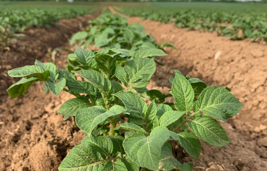 Selbstbedienungsstand Kartoffelhof Schäffer | Lauffen am Neckar | © Schäffer GbR