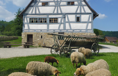 Fachwerkhaus im Hohenloher Freilandmuseum mit Schafen auf einer Wiese im Vordergrund. | © Hohenloher Freilandmuseum