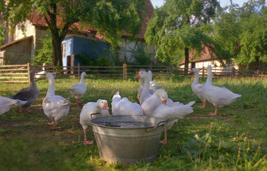Gänse auf einer Wiese im Hohenloher Freilandmuseum vor einem alten Fachwerkhaus. | © Hohenloher Freilandmuseum