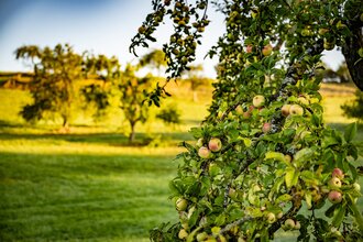 Hohenloher Streuobstwiesen | © Hohenlohe + Schwäbisch Hall Tourismus e. V.
