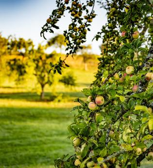 Hohenloher Streuobstwiesen | © Hohenlohe + Schwäbisch Hall Tourismus e. V.