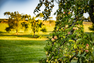 Hohenloher Streuobstwiesen | © Hohenlohe + Schwäbisch Hall Tourismus e. V.