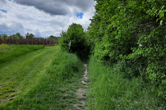 Hohlweg am Destillatweg "Gfingldr" | © Hohenloher Perlen