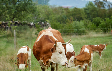 Honhardter Demeterhöfe | © Hohenlohe Schwäbisch Hall