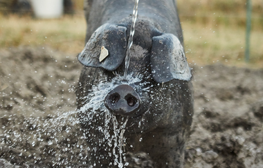 Honhardter Demeterhöfe | © Hohenlohe Schwäbisch Hall
