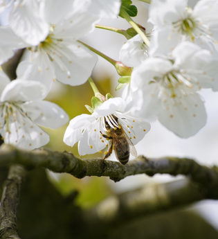 Eine Biene in der Apfelblüte | Weinsberger Tal | © Tourismus im Weinsberger Tal e.V.