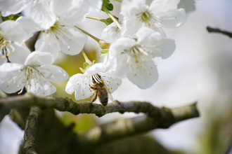 Eine Biene in der Apfelblüte | Weinsberger Tal | © Tourismus im Weinsberger Tal e.V.
