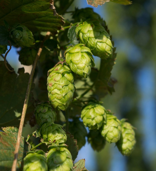 Hopfen-Demonstrationsanlage Sandhausen | © Dorothea Burkhardt