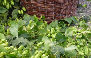 Hopfen-Demonstrationsanlage Sandhausen | © Landratsamt Rhein-Neckar-Kreis