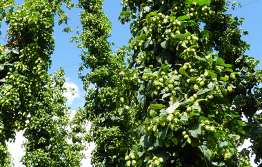 Hopfen-Demonstrationsanlage Sandhausen | © Landratsamt Rhein-Neckar-Kreis