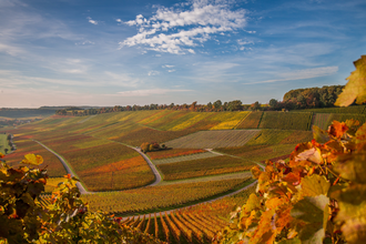 Blick auf die Weinberge | Brackenheim | HeilbronnerLand | © Neckar-Zaber-Tourismus
