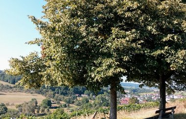 Hügel-Sofa bei Kraichtal-Neuenbürg | © Stadtverwaltung Kraichtal