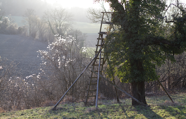 Hühnerbüschle Kraichtal-Münzesheim