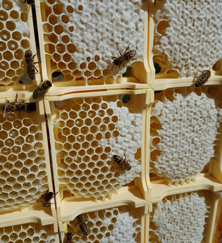 Imkerei Neubrunn | © Liebliches Taubertal