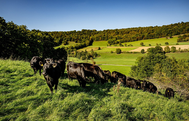 Angusrinder bei der Jagsttalranch in Gerabronn | © Hohenlohe + Schwäbisch Hall Tourismus e. V.