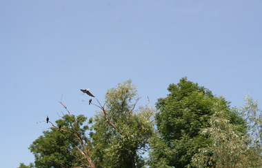 Kajakverleih in Edingen-Neckarhausen | © Paddel- und Rudersport Diecknann