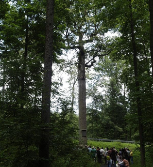 Karl-Ludwigs-Eiche Reichartshausen | © Gemeinde Reichartshausen