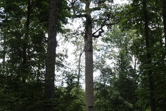 Karl-Ludwigs-Eiche Reichartshausen | © Gemeinde Reichartshausen