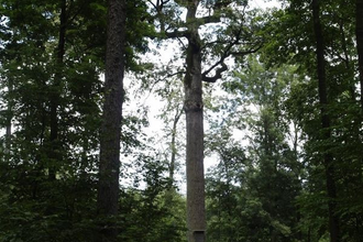 Karl-Ludwigs-Eiche Reichartshausen | © Gemeinde Reichartshausen