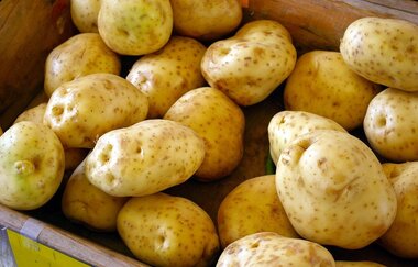 Kartoffelbau Schmoll mit Hofladen | diverse Kartoffelsorten | © Neckar-Zaber-Tourismus e.V.