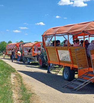 Orange Wagenflotte des Katzenbeisser-Carrus aus Lauffen mit vier Planwagen | © Martina Buck | Katzenbeisser-Carrus
