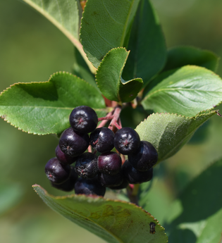 KDK-Aronia | Aroniabeere | Obersulm | Weinsbergertal | © Tourismus im Weinsbergertal e.V.