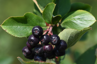 KDK-Aronia | Aroniabeere | Obersulm | Weinsbergertal | © Tourismus im Weinsbergertal e.V.