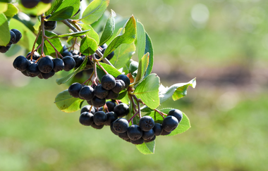 KDK-Aronia | Aroniabeere | Obersulm | Weinsbergertal | © Tourismus im Weinsbergertal e.V.