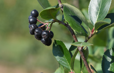 KDK-Aronia | Aroniabeere | Obersulm | Weinsbergertal | © Tourismus im Weinsbergertal e.V.