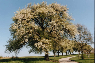 Kernobstallee auf dem Michaelsberg | © BTMV Bruchsal