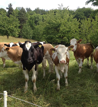 Rinder Bauernhof Gobs | © Fam. Gobs