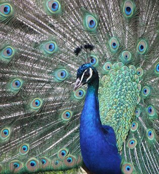 Kleintierpark Bad Schönborn-Mingolsheim | © Kleintierpark Bad Schönborn e.V.